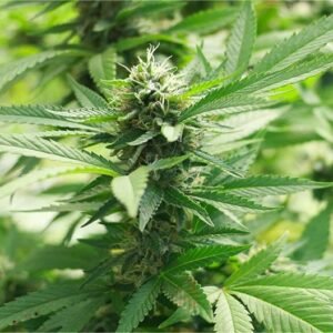 Faygo Red Pop Auto