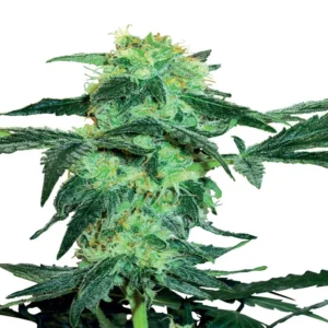 Cinderella 99 Seeds