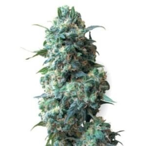 Ecto Cooler Seeds