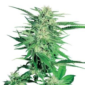 Northern Lights Auto