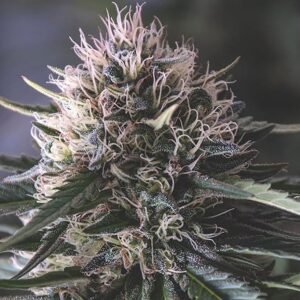 Presidential OG Seeds