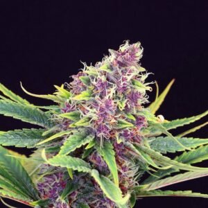 Purple Kush Seeds