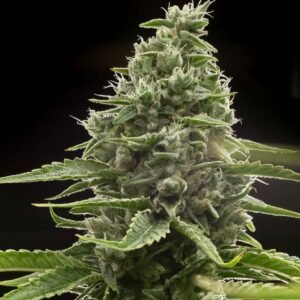 Red Headed Stranger Seeds