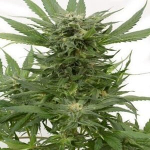 Sour Diesel