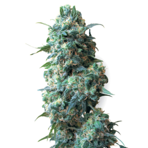 White Widow Auto