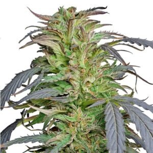 Critical Kush Seeds